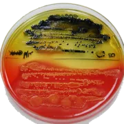 Microbal. Asesoría Alimentaria S.A. logo